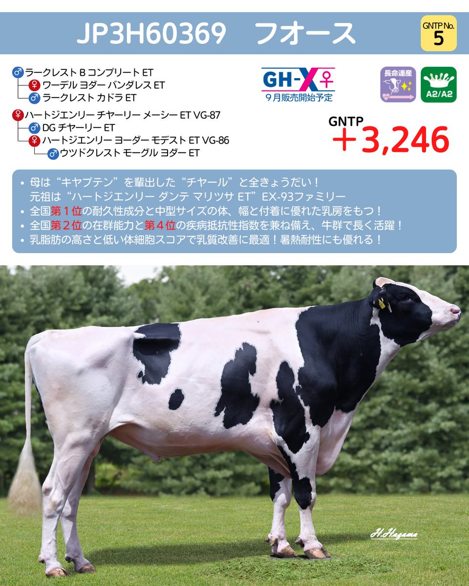 牛ページ 牛を統べる者 #夏まつch
