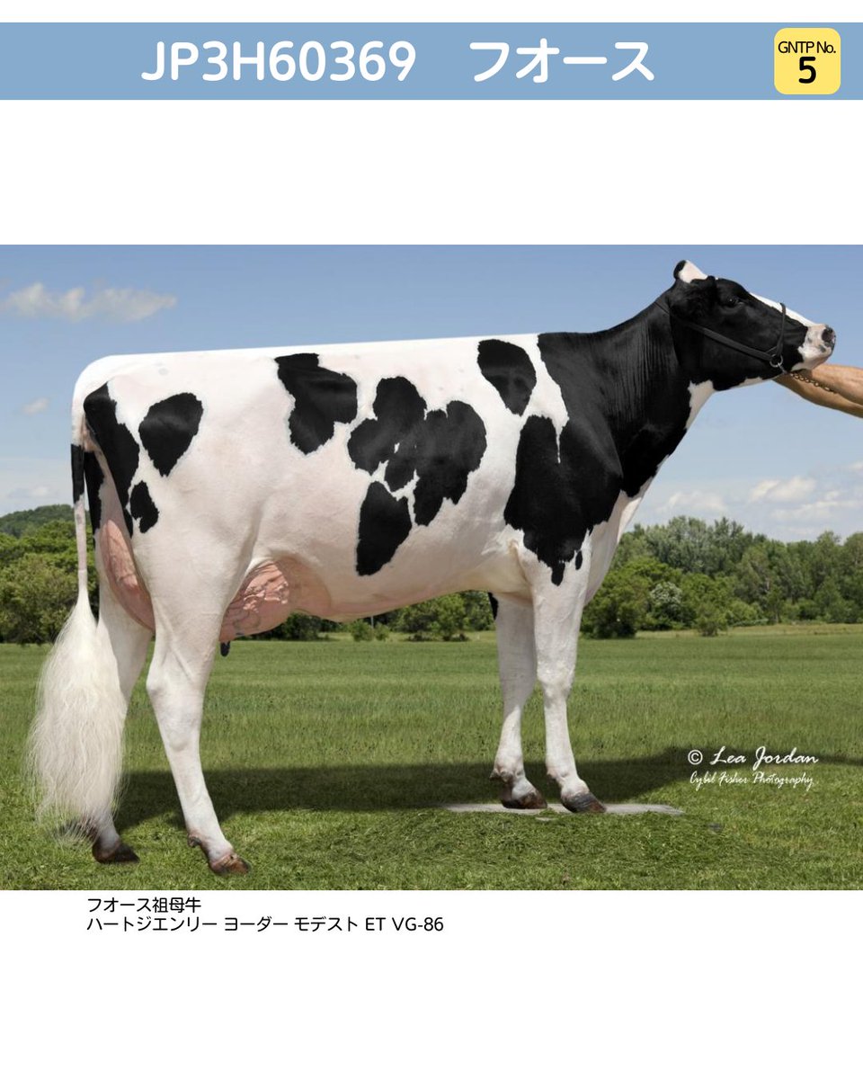 🐮ホルスタイン 新規検定済種雄牛紹介①🐮 JP3H60369 フオース 娘牛