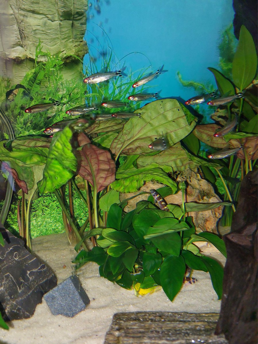 A l'extinction des feux, je pointe le bout de mon nez... Kuhli dans l'anubias.
