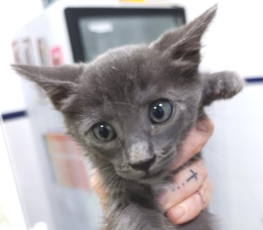 animalsmaresme's tweet photo. 😻 Gatets en #adopció 💚
DÀTIL (gris), MELÓ (blanc i gris) i COCO (ros) son 3 gatets que esperen a que algú es fixi en ells i s'hi enamori, així que si el/s vols a la #familia >
(whatsapp) 624 69 56 87 ✔️ #XarxaBarcelonaAdopcions #gràcies #maresme #adopta https://t.co/h6DNyrd1vt