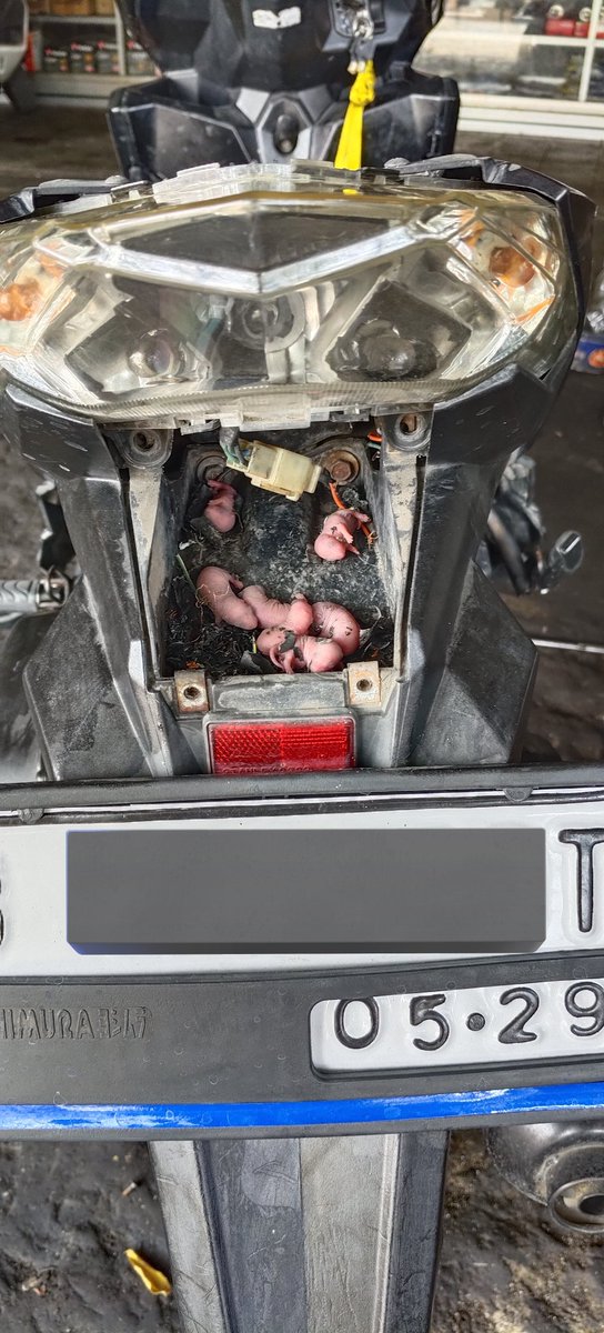 calo_terminal tweet media