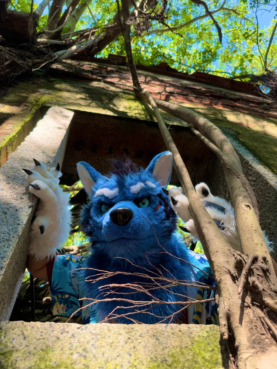 UminekoFursuit's tweet image. 【Mareas 馬里亞斯】
“Hey cutie, gotcha!”
📸: Ardu (myself)
🐺: Luger (my friend was trying my Furhead)
#FursuitFriday #Ardu