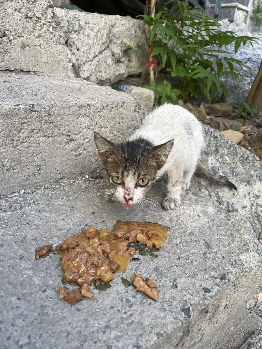 Kimse bu yavruyu sormadı. Onu nasıl görünür kılarım bilmiyorum ama yardıma çok ihtiyacı var. Her gördüğümde daha kötü oluyo. Dilini içeri sokamadığı için ağzı, çenesi sürekli salya. Lütfen onun için GEÇİCİ/KALICI yuva bulmama destek olun
İSTANBUL