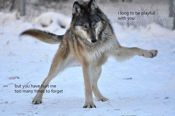 caninepoetry (@caninepoetry_) on Twitter photo 