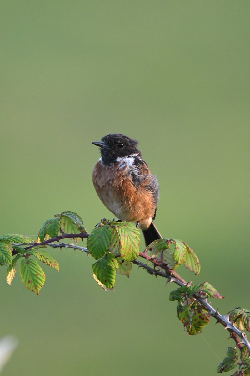 Stonechat 
Bude Cornwall 〓〓
#Bude #Cornwall 
#Stonechat