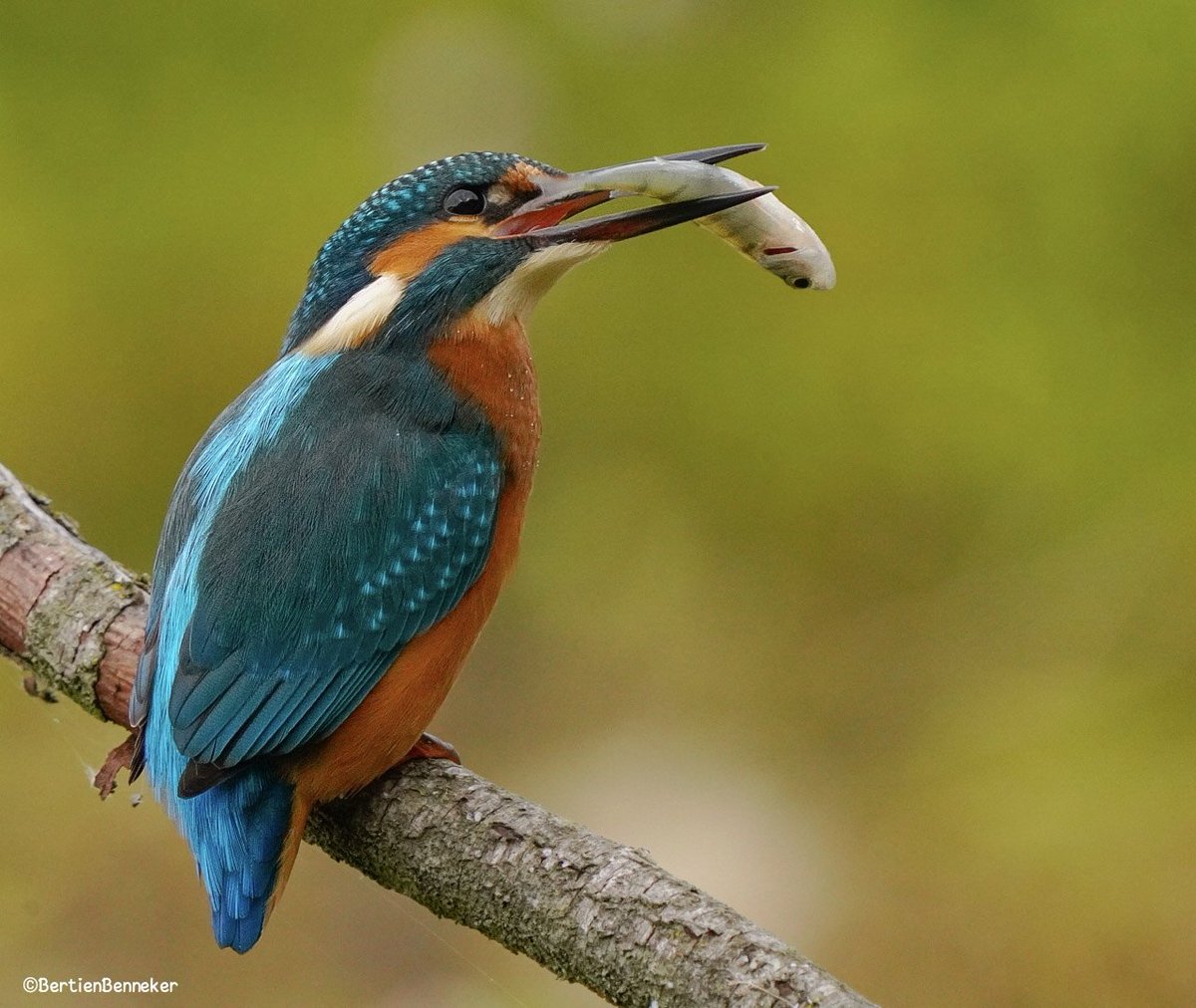 Goedemorgen, de dag kan weer beginnen.
Voor iedereen een fijne dag 🍀
