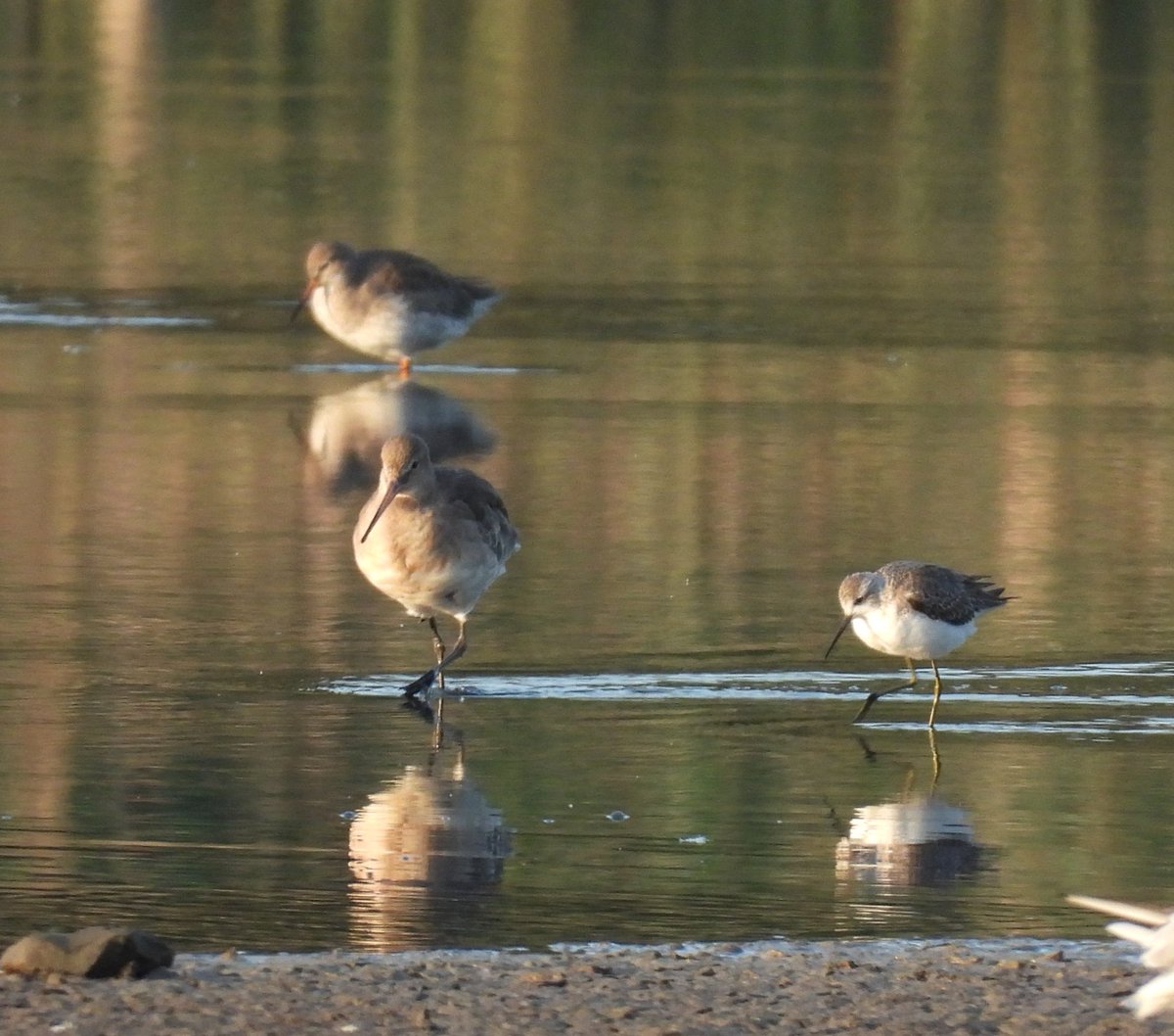 Steve Waite tweet media