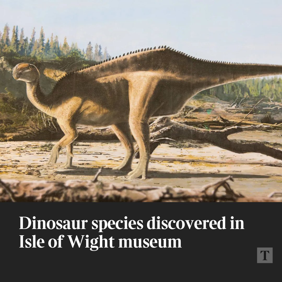 A retired GP found a new type of iguanodontian in the museum’s fossil collections. He named it after the round-the-world sailor Dame Ellen MacArthur

🔗 Tap the link in the comments to read more