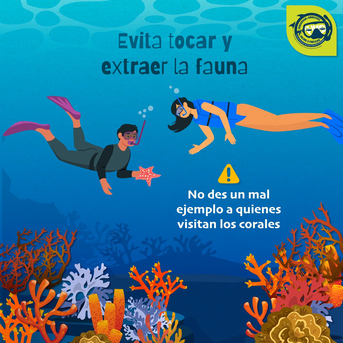CONANP_mx's tweet photo. Promover acciones sencillas en las y los visitantes puede salvar los #Arrecifes. 🐙🪸
Fomentar el uso de manga larga, la no extracción de fauna marina y que no toquen los #Corales son acciones de un #ProveedorResponsable. 🫧🐠
#SomosNaturaleza #GuardianesDeLosArrecifes 🦀🤿🪸 https://t.co/mf4IJyeUBs