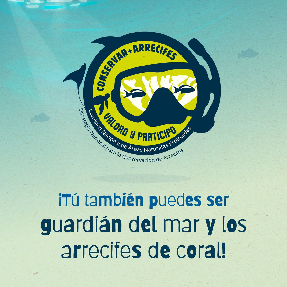 CONANP_mx's tweet photo. Promover acciones sencillas en las y los visitantes puede salvar los #Arrecifes. 🐙🪸
Fomentar el uso de manga larga, la no extracción de fauna marina y que no toquen los #Corales son acciones de un #ProveedorResponsable. 🫧🐠
#SomosNaturaleza #GuardianesDeLosArrecifes 🦀🤿🪸 https://t.co/mf4IJyeUBs