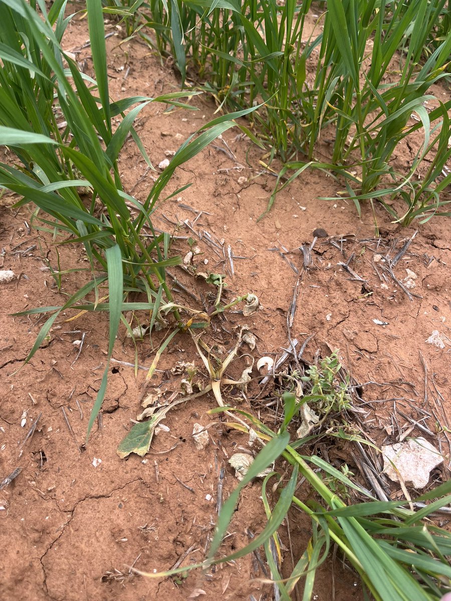 ConnorFuss's tweet image. Galaxy, LVE and Brom (+fungicide) doing a handy job on group 2 resistant radish, the third crop on a new block. Extremely happy with crop safety. Will get a 2,4D mop up in the near future for new germinations. @DavKee43