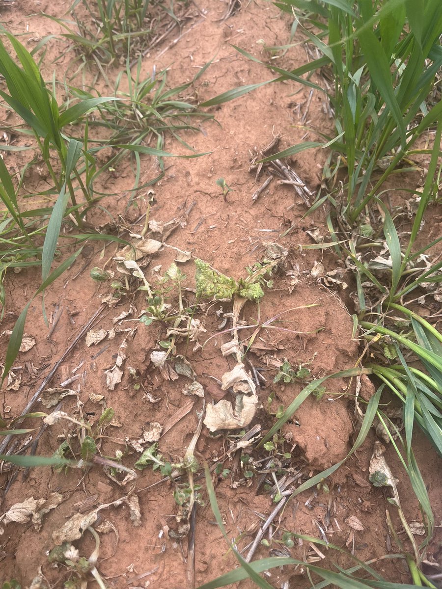ConnorFuss's tweet image. Galaxy, LVE and Brom (+fungicide) doing a handy job on group 2 resistant radish, the third crop on a new block. Extremely happy with crop safety. Will get a 2,4D mop up in the near future for new germinations. @DavKee43
