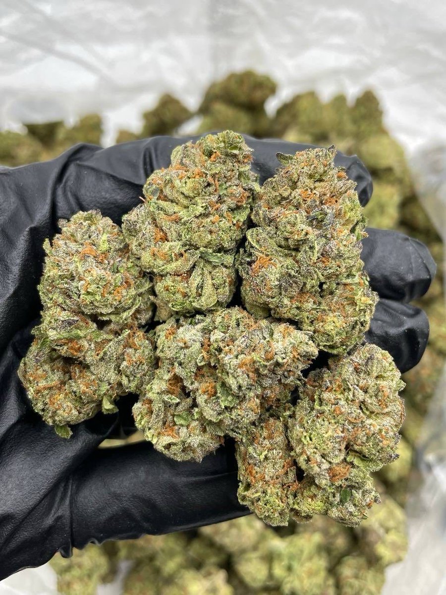 XoticsMenu's tweet image. Dosi Cruffins mixed lights——————————————————
Bomb dosido cross nose on super frosted lime green nugs with nice structure and a little color

📦$825 P
📦$775 5+
📦$725 10+
📦$675 25+
📦 50+ 📲
——————————————————
📍 Intown - $625📍
📲 DM for TP 🧻 + Bulk 🏋️