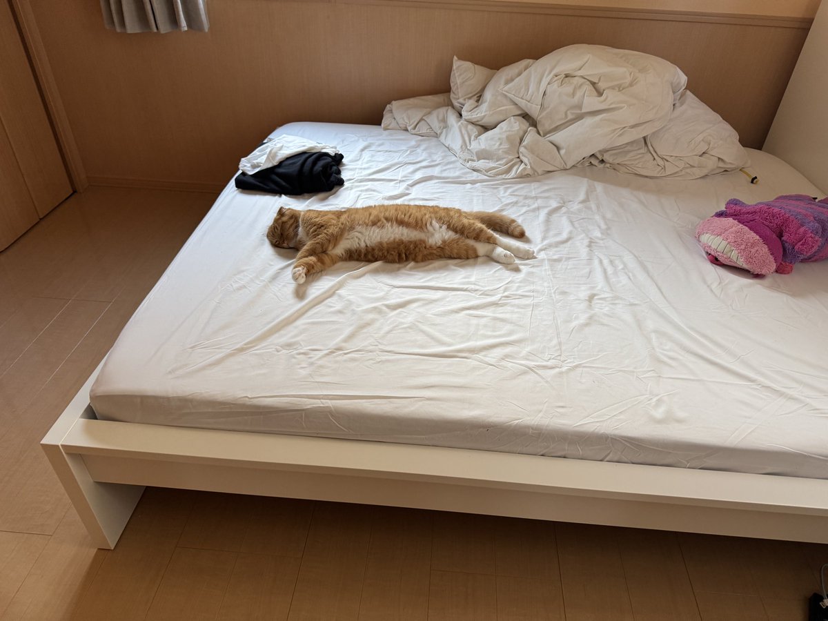 H_ks__'s tweet photo. てかまた引っ越しました。
いまは独房みたいなところで暮らしています。 https://t.co/aQALlqNSzb