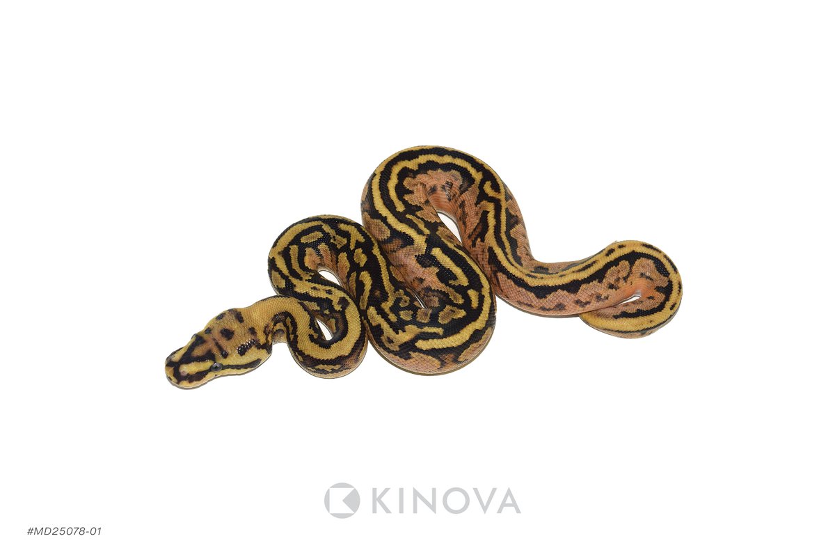 KINOVA Reptiles tweet media