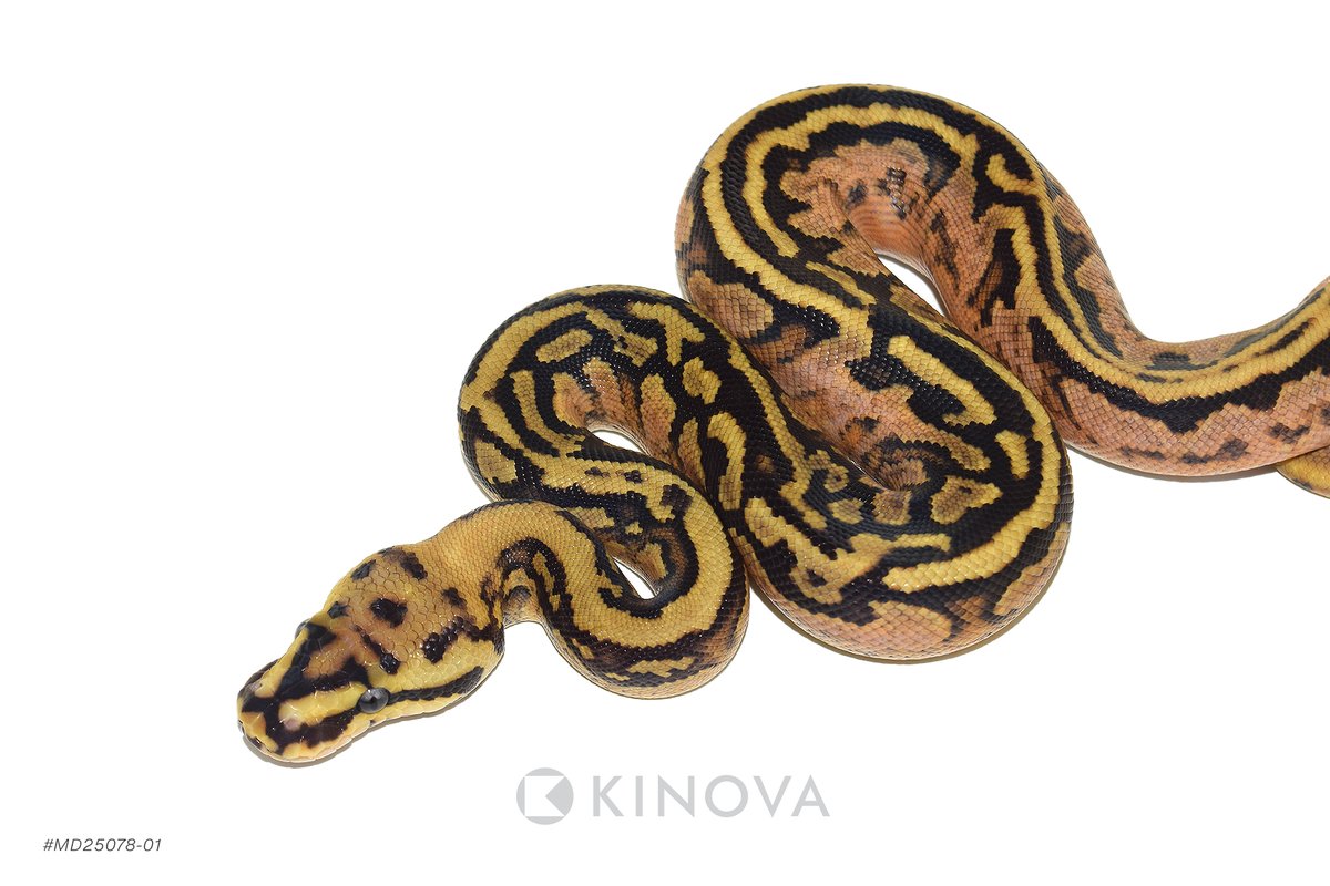 KINOVA Reptiles tweet media