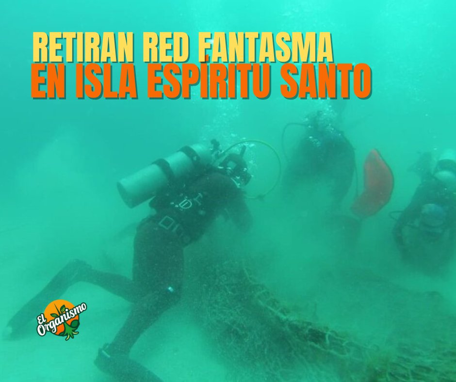 Una red de 100 mts fue retirada del Parque Nacional Espíritu Santo, tras un operativo conjunto encabezado por la <a href="/SEMAR_mx/">SEMAR México</a> a través de la 4ta Zona Naval, en coordinación con PROFEPA, CONANP y la organización civil Conservación Internacional México.

elorganismo.com/retiran-red-fa…