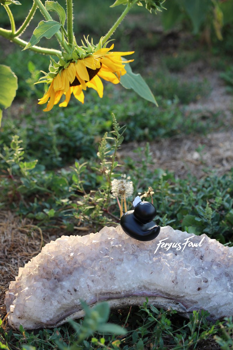 FergusFowl's tweet photo. Make a Wish

As the sun sets and the magic grows,
make a wish that your heart truly knows.
Look to the sky, where the wishes go,
and release to the stars, all of your woes.

https://t.co/E6LZ4Yx7Vj

#FergusFowl #Fergus #Fowl #Duck #RubberDuck #Health #Wellness #MentalHealth https://t.co/sjWIW8wKrm