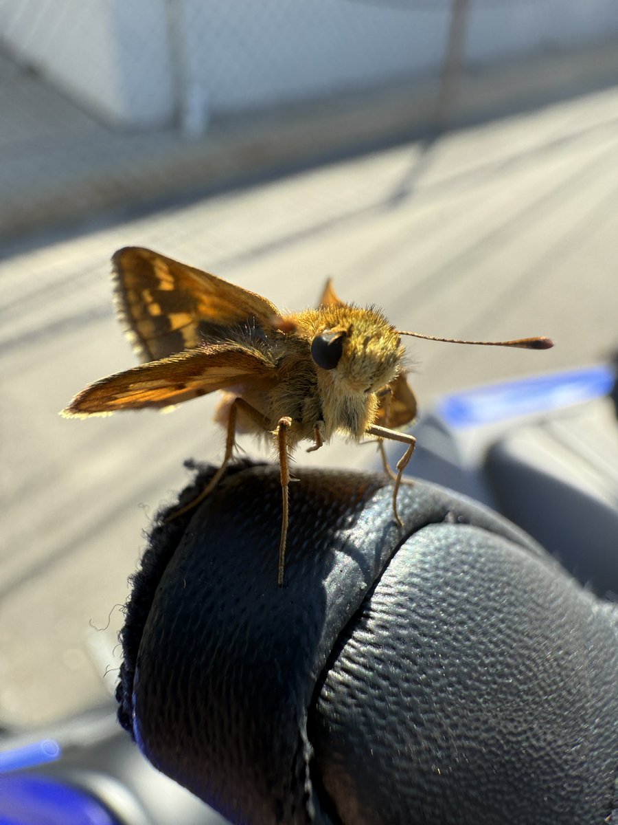 xkendizzle's tweet photo. monthly bike post and a cute skipper butterfly that wouldn’t leave my side 🫶🏼 https://t.co/Vfjub4lIyk