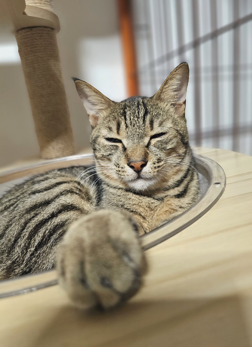 田中さんちの仲良し家族 (@tarochan_523) / Posts / X