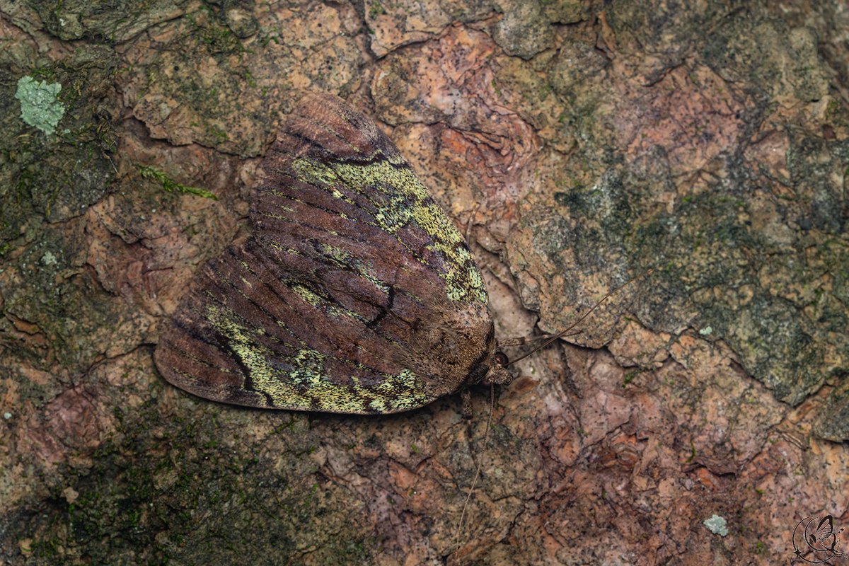 밤나비 tweet media