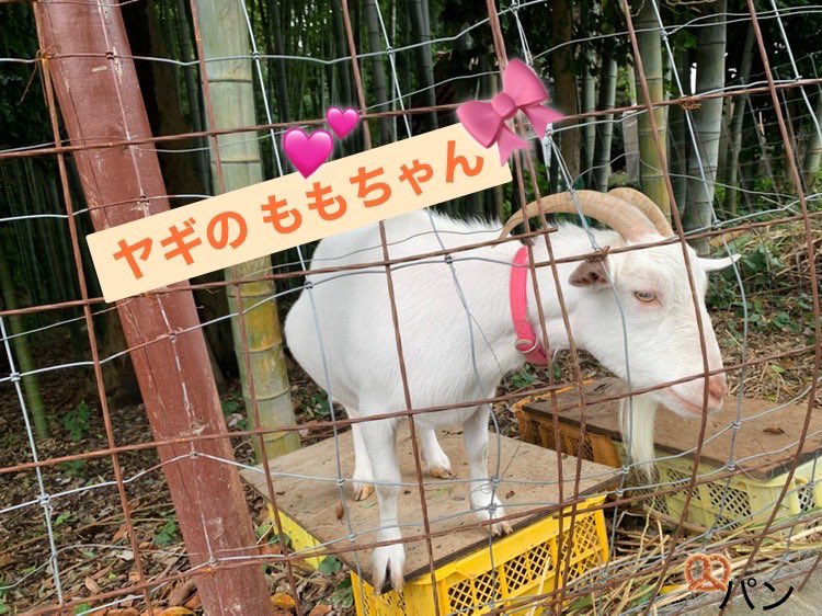 夫 が 約束を
   忘れて…😓
ゴルフ🏌️の 予定 を
   入れて しまった為 😱
 🙊△ ○ □ ＊ 

急きょ 1日 早めて🚙💨

▫️◽️◻️🛣️
関東 の いづもさん
   と 呼ばれる
出雲大社 相模分祠⛩️ に
   行って来ました

なんたって
   緑🌳 が 多いです 
( 夏☀️は 虫よけ 用意 )

夏詣🎐 なので
   まだ