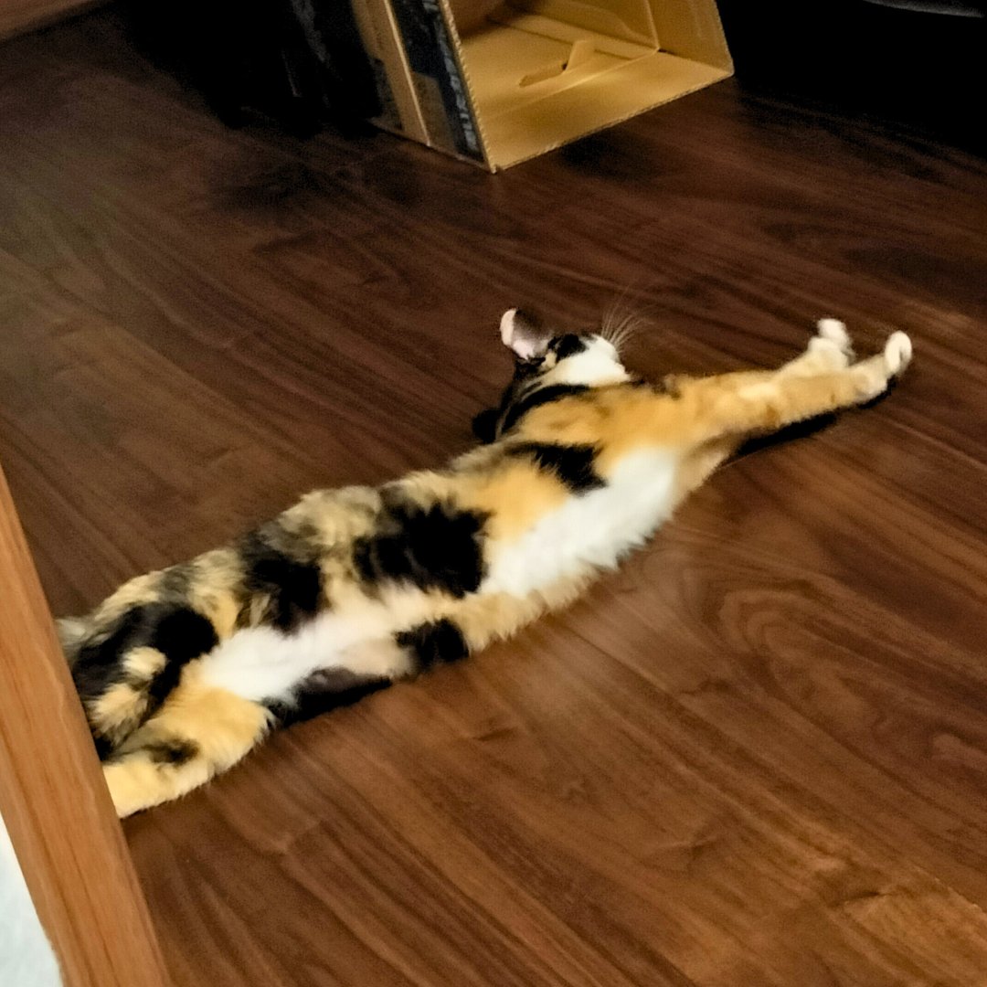 のび～～
（こんな近くでお腹見せてくれたのは初です！）

#里親募集中 #保護猫 #猫 #三毛猫 #猫好きさんと繋がりたい #猫のいる暮らし #猫のいる生活 #預かりボランティア #Cat #catlife