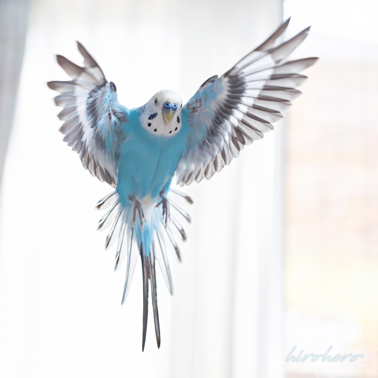 hiro　　アネモネ、信長、インコ hirohero on X: 