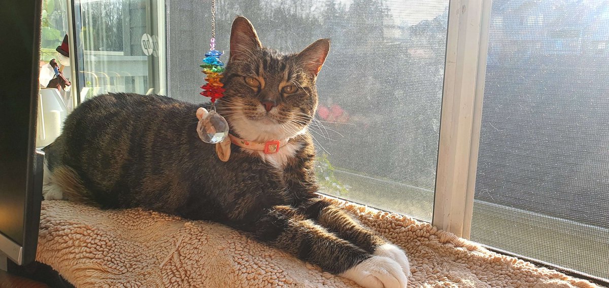 kittenisacat's tweet photo. Been doing my mourning part offline, with some crafting. But we had to say goodbye to Izzy about a month ago. She made her presence WELL known despite only knowing her for a year. Love you Izzy, rest well 🥀 https://t.co/QInWbwMLTV