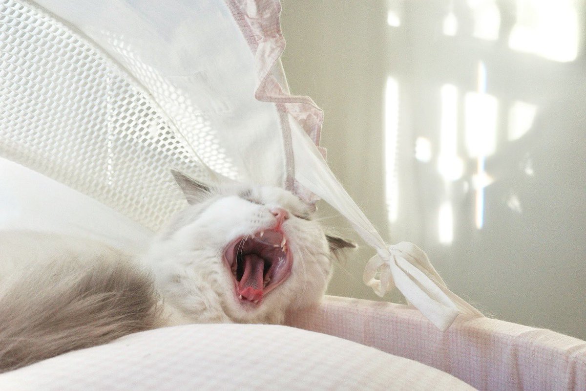 marlowfellow's tweet photo. Marlow is eepy 😴 
pls leave Marlow alone 🧸
#marlow☁️

.

#catlover #ragdoll #ragdollthailand #ragdollcat #ragdolllovers #ragdollofinstagram #ragdollworld #ragdollkitten #catsofworld #catloversclub #catsofinstagram #にゃんグラム #cat_features #catdaily #猫 #ねこ #고양이그램 https://t.co/agXpvjq9qr