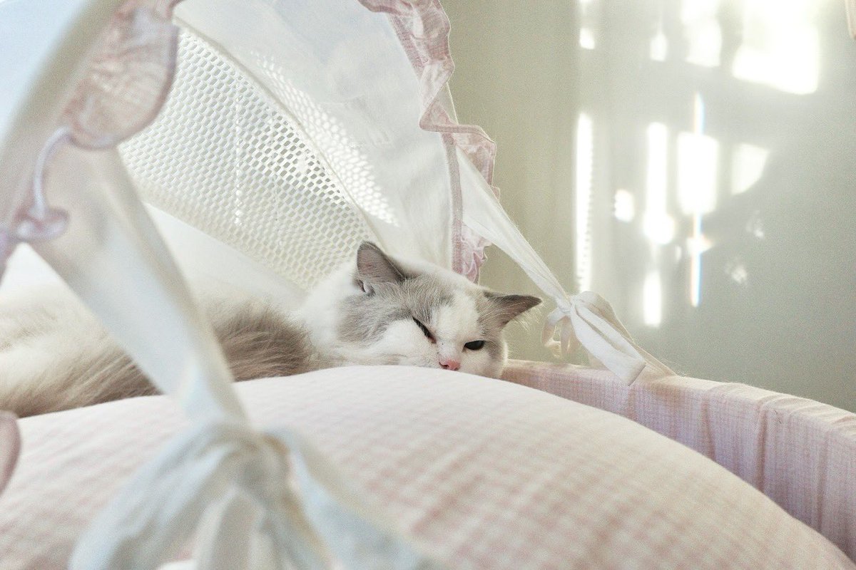 marlowfellow's tweet photo. Marlow is eepy 😴 
pls leave Marlow alone 🧸
#marlow☁️

.

#catlover #ragdoll #ragdollthailand #ragdollcat #ragdolllovers #ragdollofinstagram #ragdollworld #ragdollkitten #catsofworld #catloversclub #catsofinstagram #にゃんグラム #cat_features #catdaily #猫 #ねこ #고양이그램 https://t.co/agXpvjq9qr