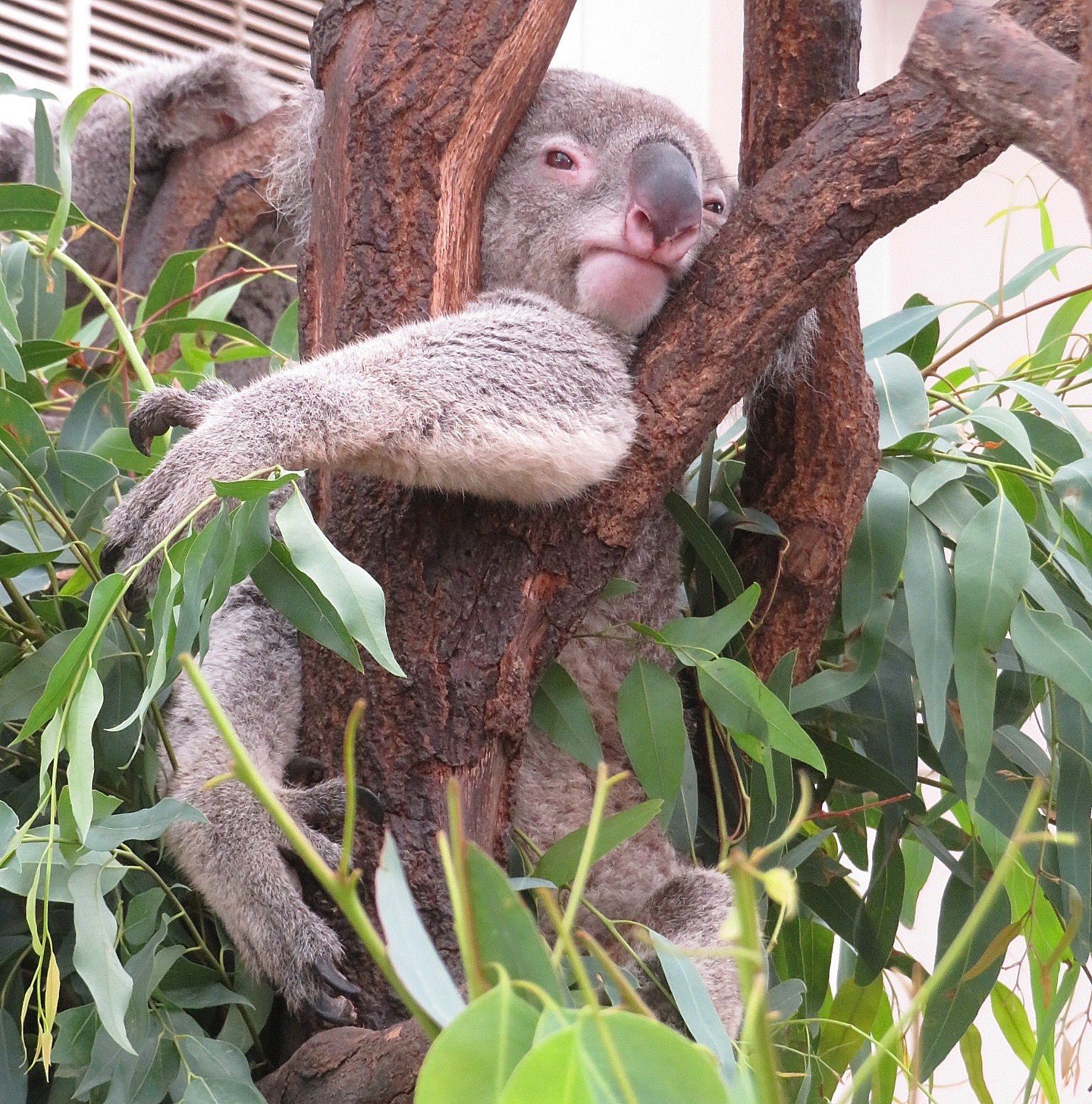 コアラ yasijun🐨🐨🐨コアラーイラストレーター on X: 
