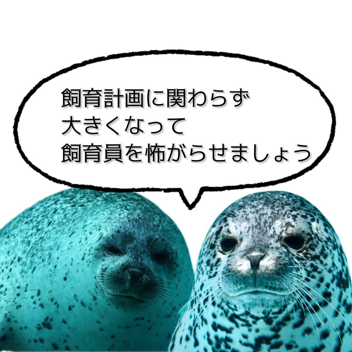 ぽんのあ🦭 (@seal_9541) / X