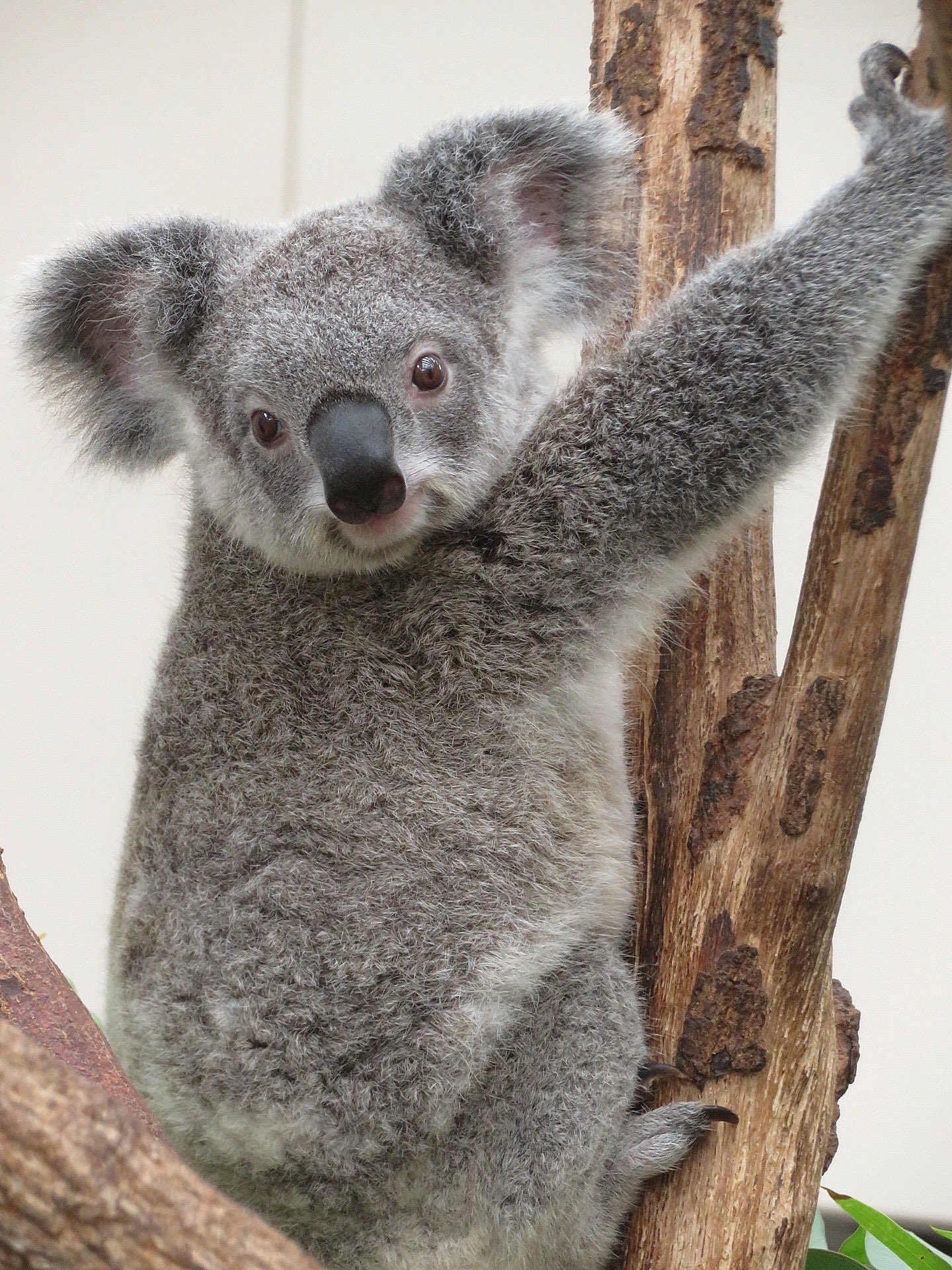 コアラ ヒナタが好き🐨🌼🫶 20250711 🙅‍♀️無断転載禁止です