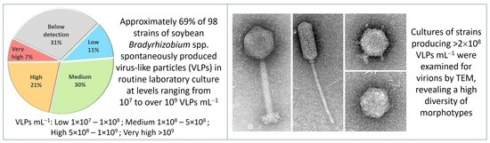 VirusesMDPI's tweet photo. ๐ฆ New findings in phage biology! A study in Viruses reveals that Soybean Bradyrhizobium spp. spontaneously produce abundant and diverse temperate phages in culture.
๐ Read here: https://t.co/kADi9T47wL
#PhageResearch #Microbiology #SoybeanSymbionts https://t.co/3Rm62ghKol