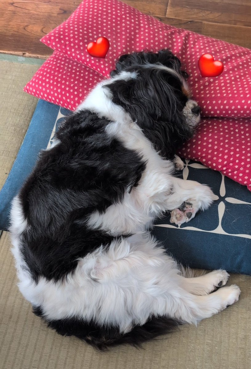 可愛い寝方🥰
おざぶ2枚を上手に使ってる🤭