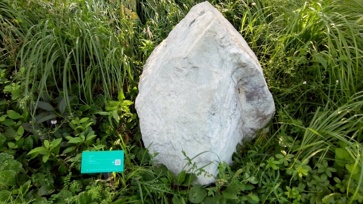 静けさの森🌳にある 約5億年前のヒスイ、もう見ましたか？👀 ＼ 🔴万博