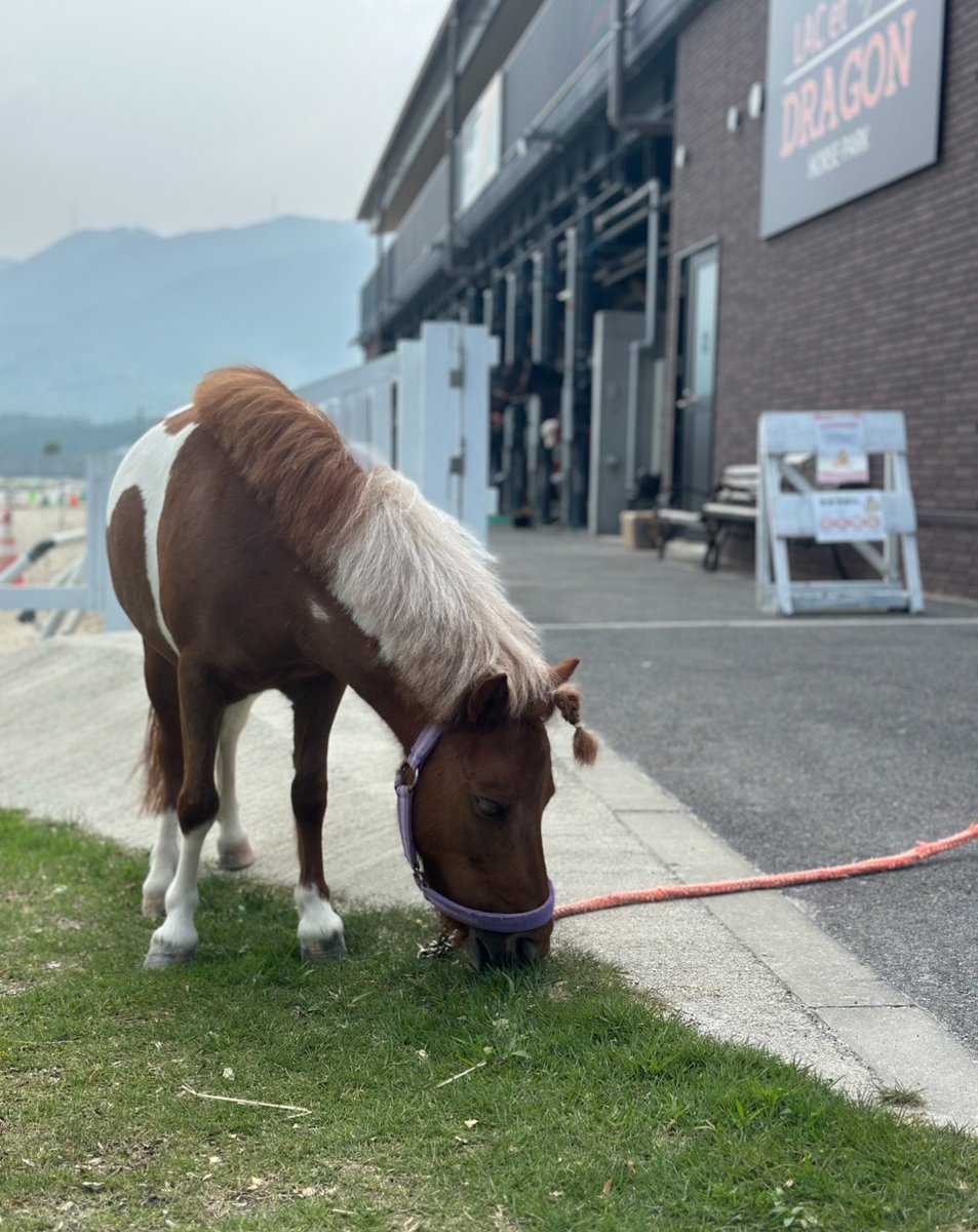 大津市主催のふれあい体験イベント無事に終わりました！

ふれあい体験どうでした？

🐴あのね！とっても楽しかったわ〜〜！キレイキレイしてもらったの✨<ﾑｼｬﾑｼｬ☘️>いっぱい人参もらったんだけどね…草が近くにあるとツイツイ食べたくなっちゃうわよね。
カワイイ子供たちたくさん
ありがとう♡