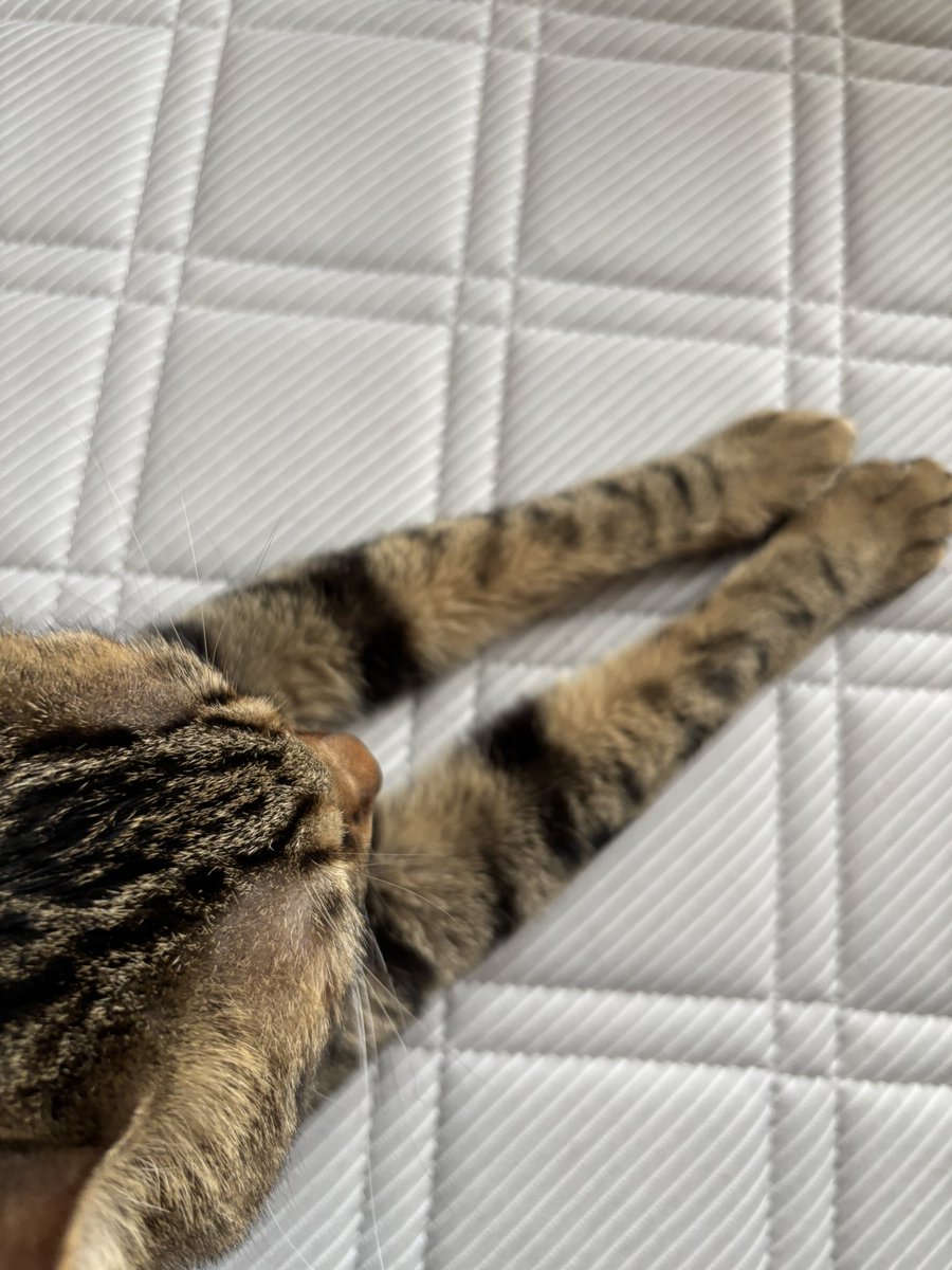 coco_1010_2006's tweet photo. おててピーン😊
＃キジトラ
＃保護猫
＃猫のいる暮らし https://t.co/fJhnq5FMOB