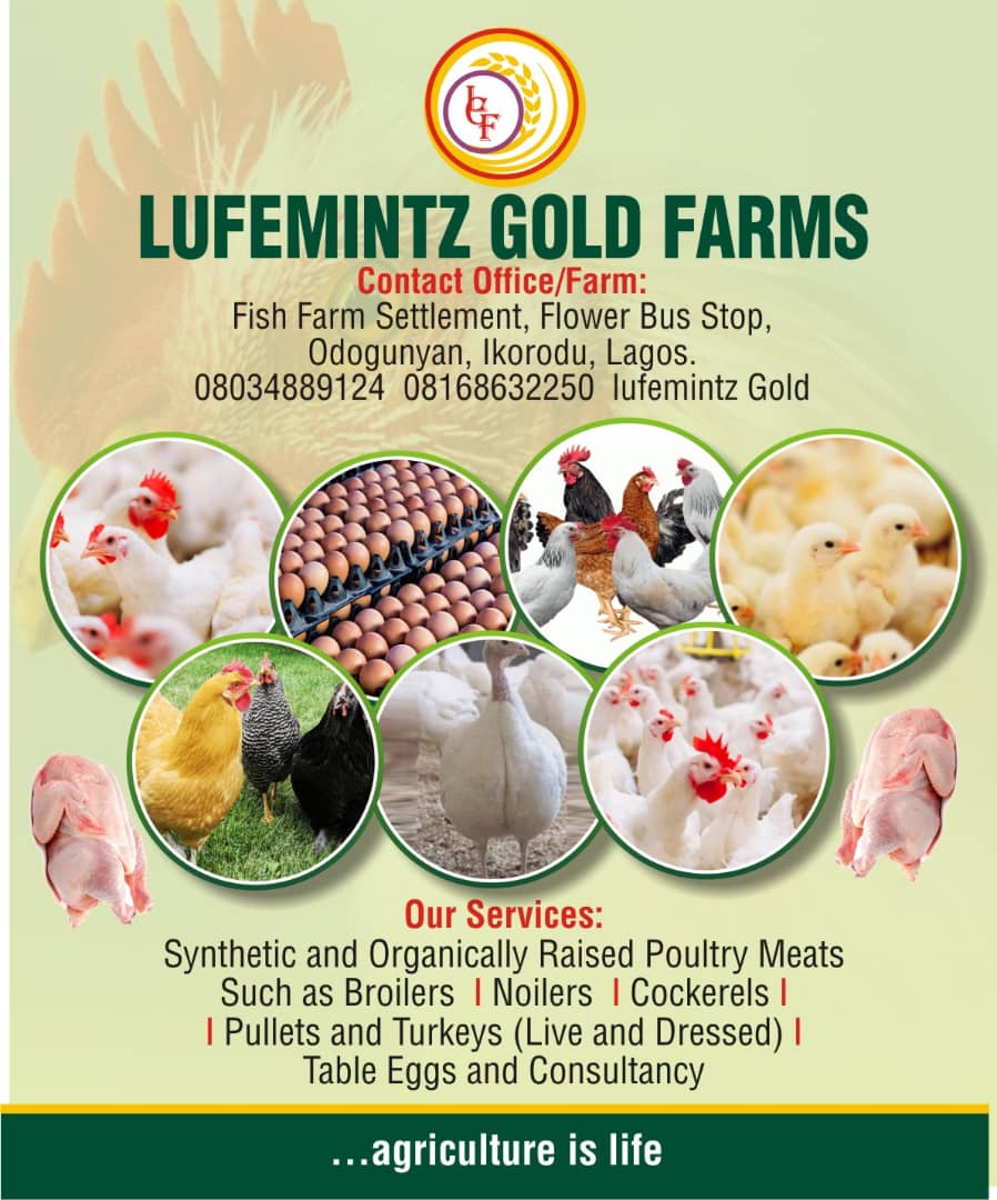 olufemite's tweet photo. Consider organically raised poultry meats, just for you and at your request. Holla me if you gerrit. https://t.co/ie0hhAL5ay
