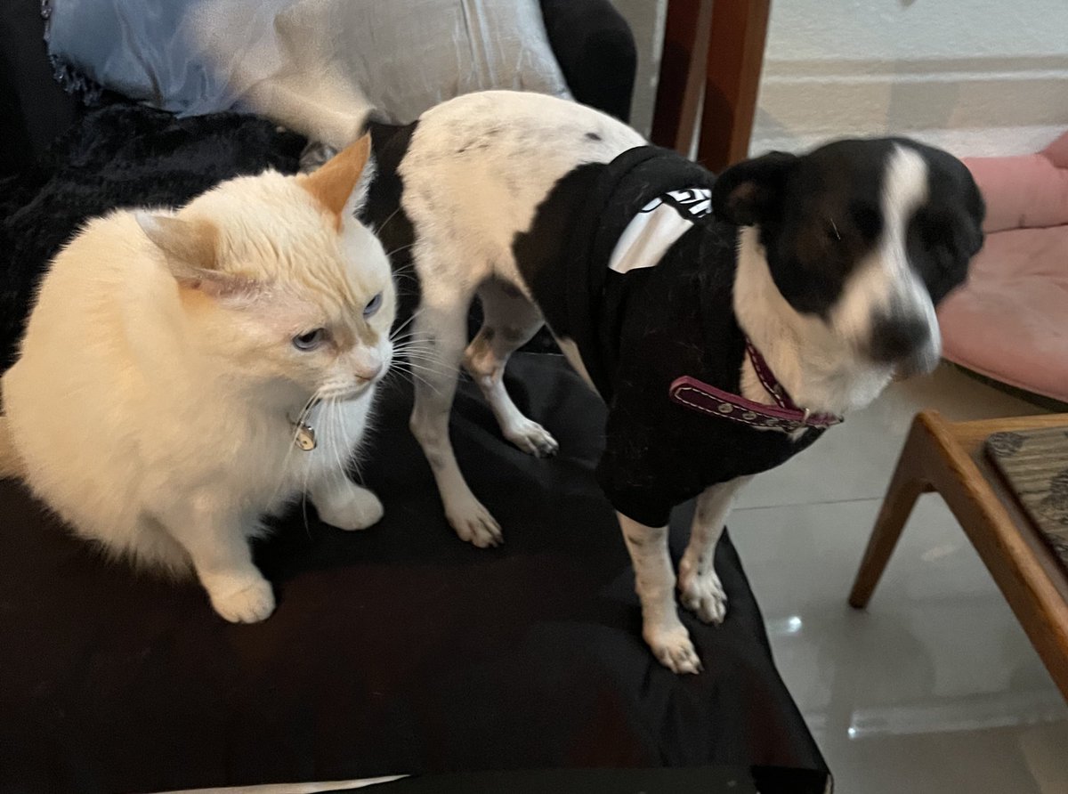 - Note podes encariñar con Aljien en zolo osho dias
io: como gigos no