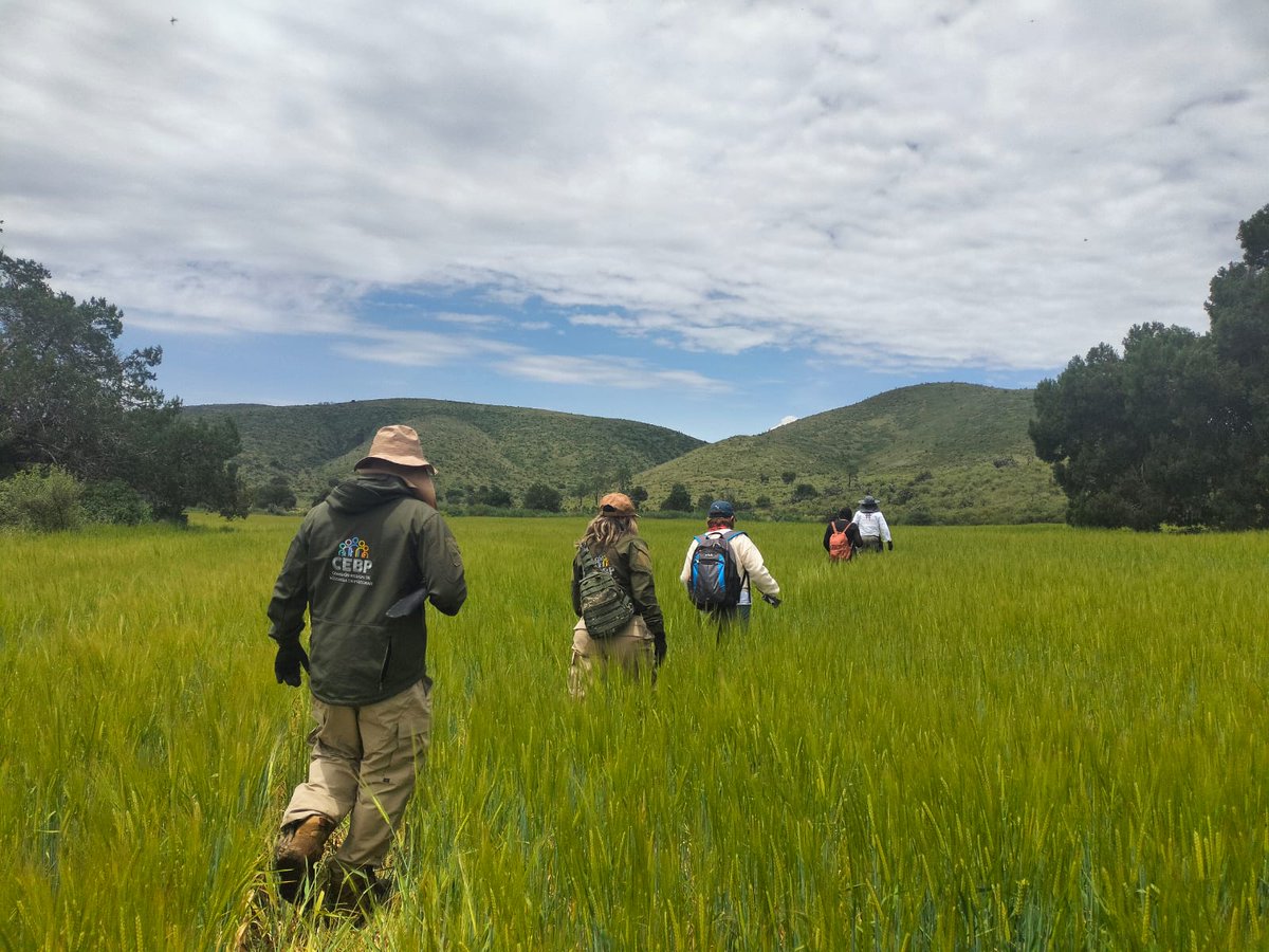 CBPEHidalgo's tweet image. La CBPEH, lleva a cabo búsqueda generalizada en el municipio de Emiliano Zapata.