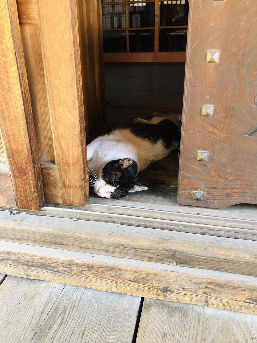 職場近くの神社にて。にゃーすけにも厳しい残暑なりー