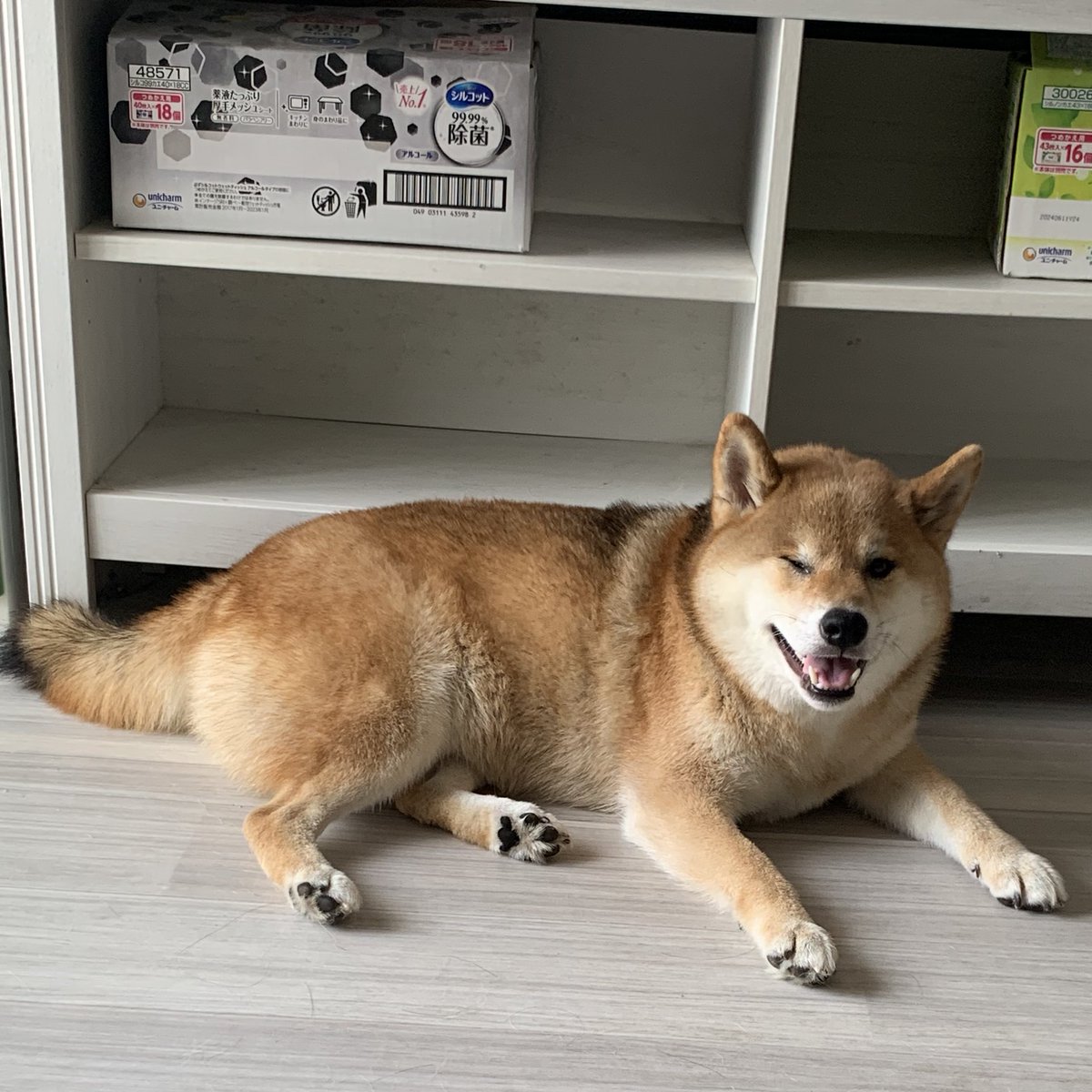磯田瑚龍斎 　　水仙と小犬 磯田湖龍斎「水仙に群狗」 | - Japaaan