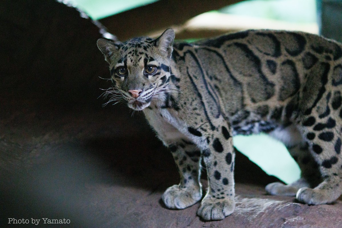 yamt_photo's tweet image. 今回は顔だけじゃなくて、閉園前の飼育員さん待ちで絶好調のウンピョウ！

でも私の方は絶好調じゃない😂今度は高感度耐性ある方の📷️もってきますー💦

📷️2025.8.20
#TorontoZoo #CloudedLeopard