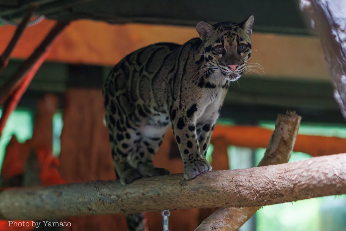 yamt_photo's tweet image. 今回は顔だけじゃなくて、閉園前の飼育員さん待ちで絶好調のウンピョウ！

でも私の方は絶好調じゃない😂今度は高感度耐性ある方の📷️もってきますー💦

📷️2025.8.20
#TorontoZoo #CloudedLeopard