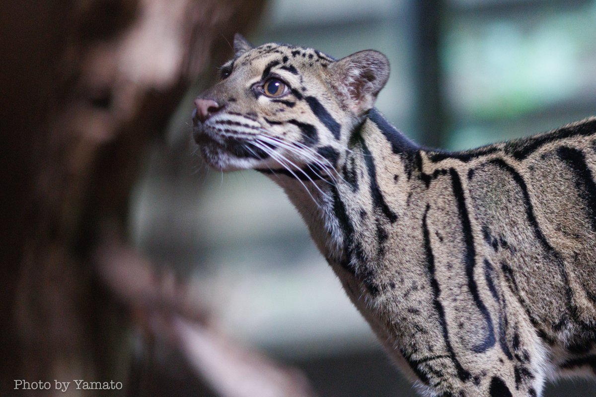 yamt_photo's tweet image. 今回は顔だけじゃなくて、閉園前の飼育員さん待ちで絶好調のウンピョウ！

でも私の方は絶好調じゃない😂今度は高感度耐性ある方の📷️もってきますー💦

📷️2025.8.20
#TorontoZoo #CloudedLeopard