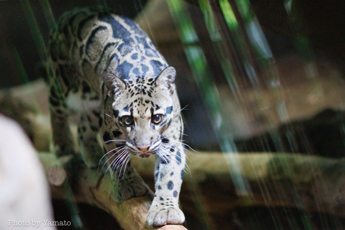 yamt_photo's tweet image. 今回は顔だけじゃなくて、閉園前の飼育員さん待ちで絶好調のウンピョウ！

でも私の方は絶好調じゃない😂今度は高感度耐性ある方の📷️もってきますー💦

📷️2025.8.20
#TorontoZoo #CloudedLeopard