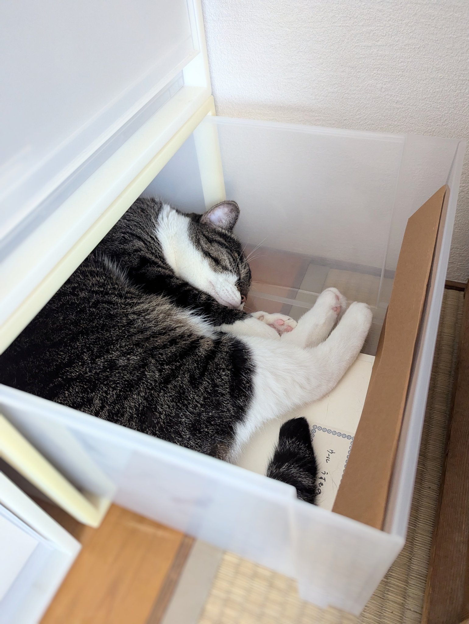 🌿さざなみ🌿1950🏳️‍🌈🐯🍉 (@nami_biwako) / X