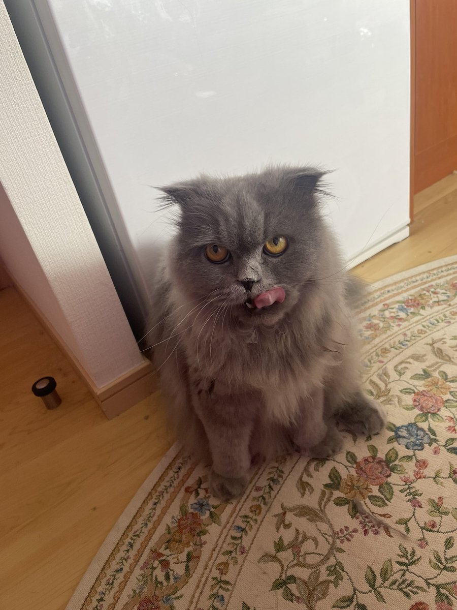 おやつもらってるんるんのおこめ

#ぼくのあかたんおこめろち